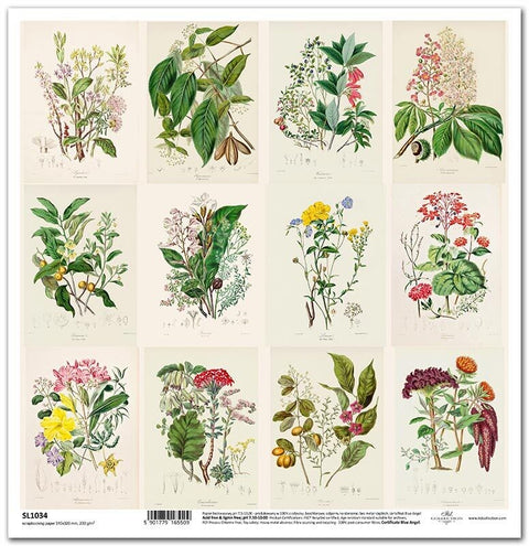 Herbarium // 1 Blatt // 30,5 cm x 30,5 cm