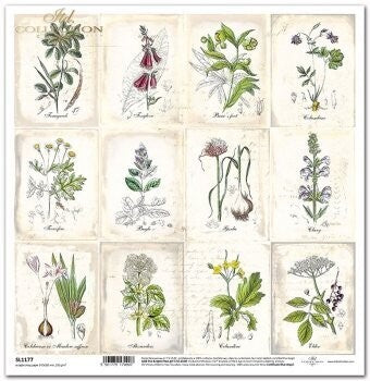 Herbarium II // 1 Blatt // 30,5 cm x 30,5 cm