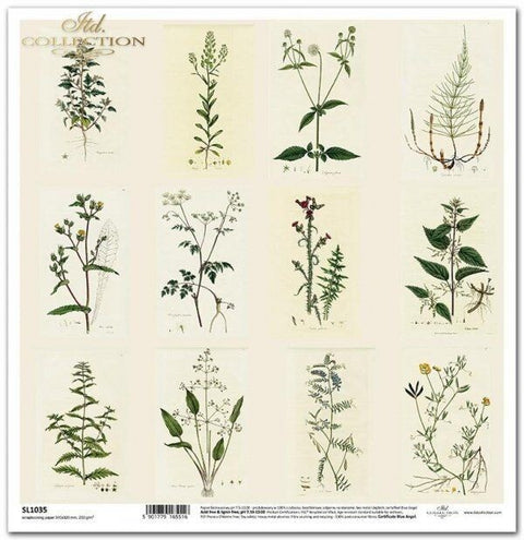 Herbarium VIIII // 1 Blatt // 30,5 cm x 30,5 cm