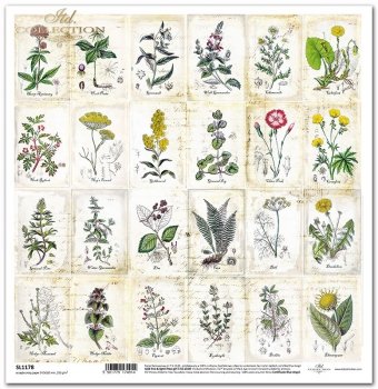 Herbarium III // 1 Blatt // 30,5 cm x 30,5 cm