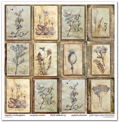 Herbarium II // 30,5 cm x 30,5 cm Scrapbooking Papier - Set // ITD