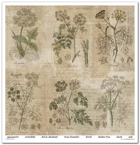 Herbarium II // 30,5 cm x 30,5 cm Scrapbooking Papier - Set // ITD