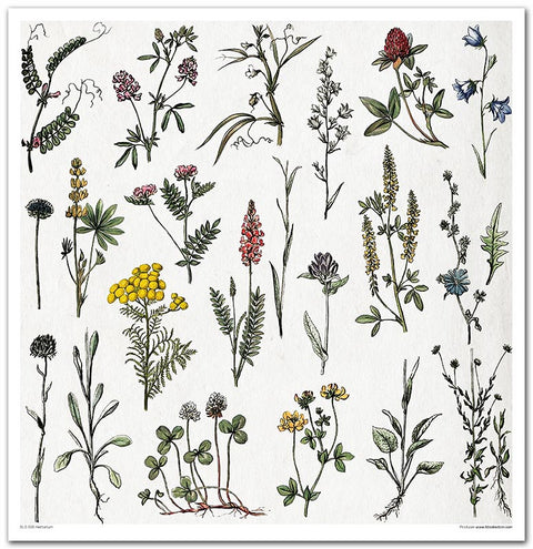 Herbarium // 30,5 cm x 30,5 cm Scrapbooking Papier - Set // ITD