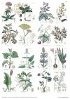 Mixed Media Set Herbarium