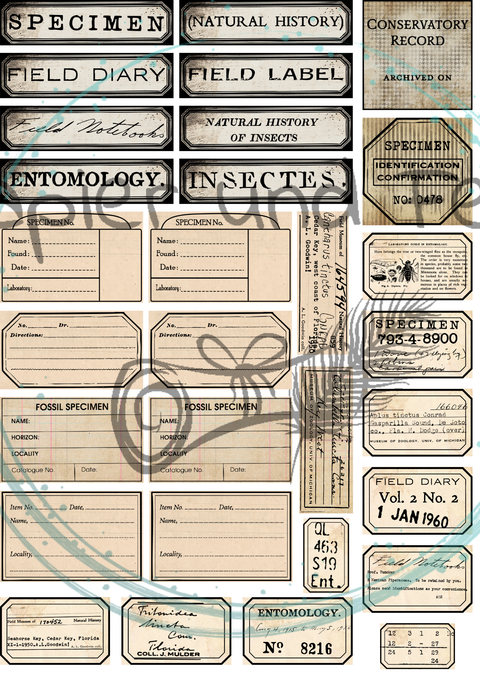 "Das Sketchbuch der Natur" // Ephemera & Label Set // Papier & Feder // 11 Seiten // einseitig bedruckt