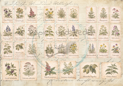 Designpapier "Betty's Kräuterapotheke" // 12 Seiten // DIN A 4 // doppelseitig bedruckt