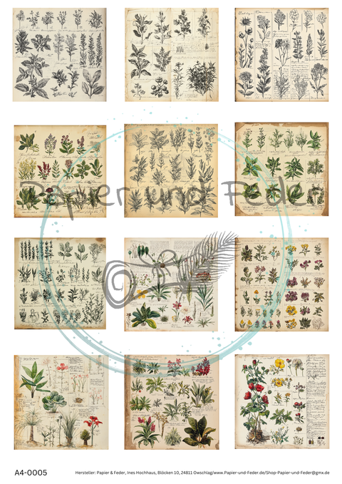 Pictures for Collage Strips "Herbs" (1) // DIN A 4 sheets // 160 g/m²