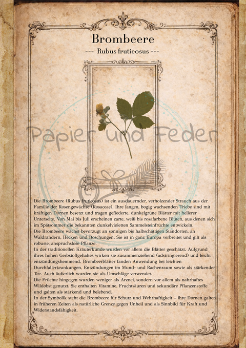 "Sina's Herbarium" // Booklet mit 22 Seiten // DIN A 5