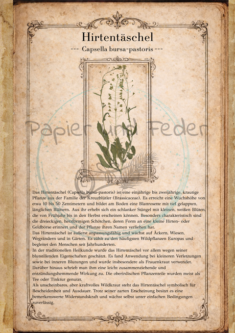 "Sina's Herbarium" // Booklet mit 22 Seiten // DIN A 5