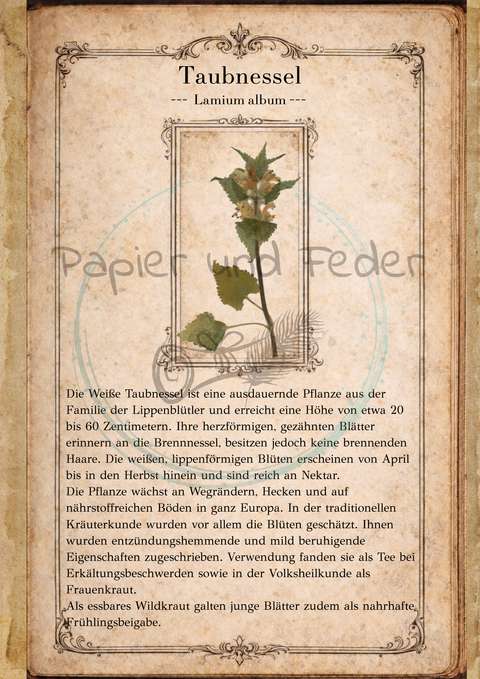 "Sina's Herbarium" // Booklet mit 22 Seiten // DIN A 5