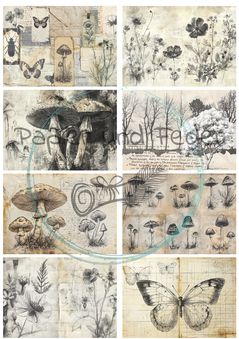 "Das Sketchbuch der Natur" // Ephemera & Label Set // Papier & Feder // 11 Seiten // einseitig bedruckt
