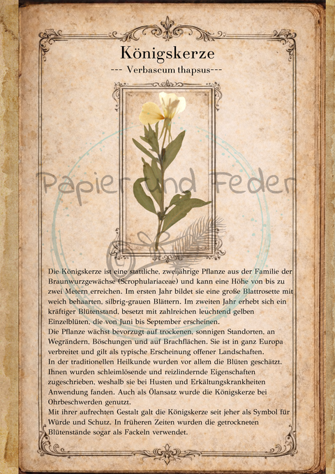 "Sina's Herbarium" // Booklet mit 22 Seiten // DIN A 5