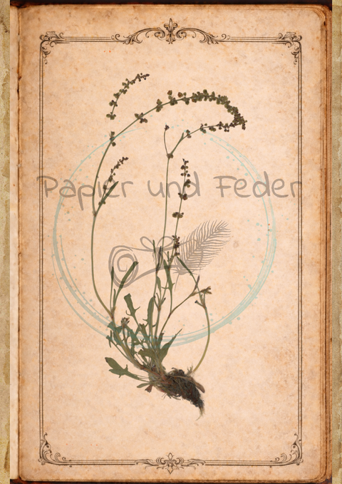 "Sina's Herbarium" // Booklet mit 22 Seiten // DIN A 5