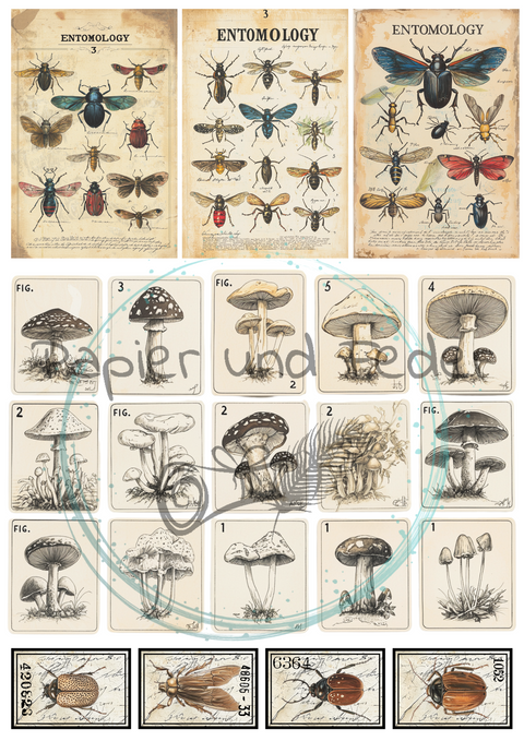 "Das Sketchbuch der Natur" // Ephemera & Label Set // Papier & Feder // 11 Seiten // einseitig bedruckt