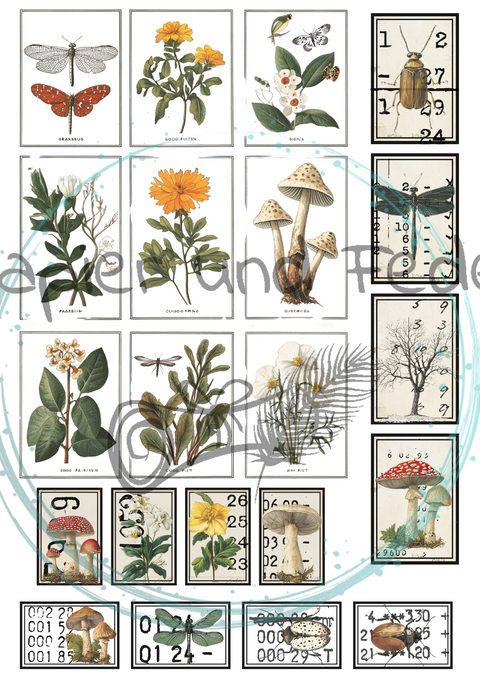 "Das Sketchbuch der Natur" // Ephemera & Label Set // Papier & Feder // 11 Seiten // einseitig bedruckt