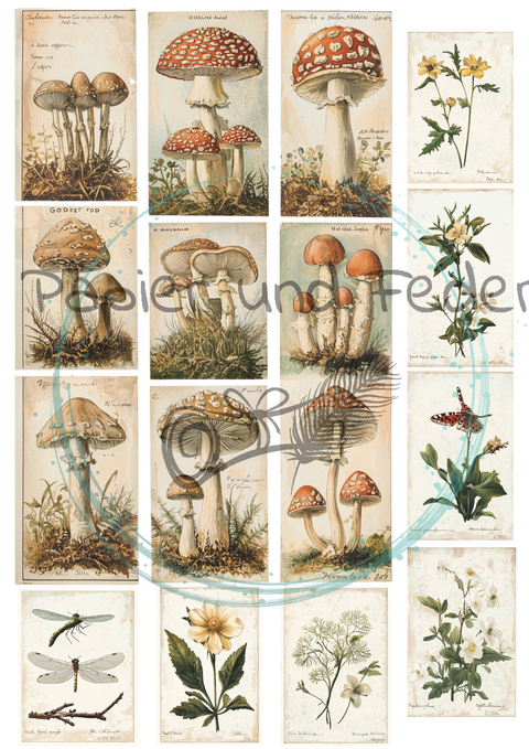 "Das Sketchbuch der Natur" // Ephemera & Label Set // Papier & Feder // 11 Seiten // einseitig bedruckt