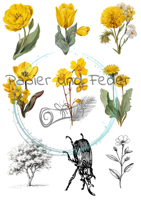 36 Die Cuts "Das Sketchbuch der Natur" // 200g/m²