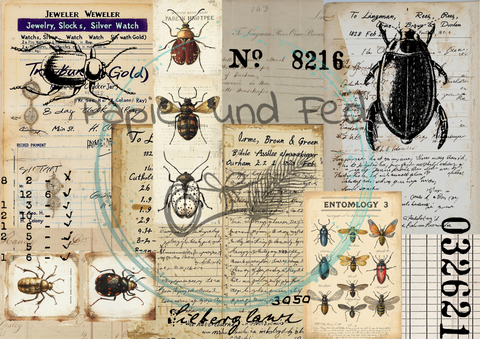 "Das Sketchbuch der Natur" Collagepapier // Papier & Feder // 12 Seiten