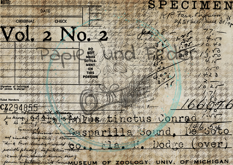 "Das Sketchbuch der Natur" Collagepapier // Papier & Feder // 12 Seiten