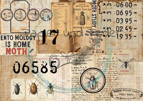 "Das Sketchbuch der Natur" Collagepapier // Papier & Feder // 12 Seiten