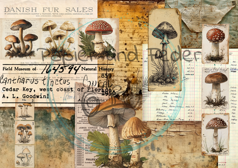 "Das Sketchbuch der Natur" Collagepapier // Papier & Feder // 12 Seiten