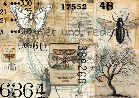 "Das Sketchbuch der Natur" Collagepapier // Papier & Feder // 12 Seiten