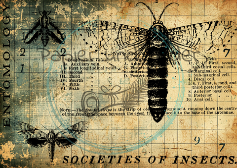 "Das Sketchbuch der Natur" Collagepapier // Papier & Feder // 12 Seiten