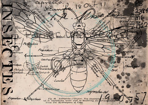 "Das Sketchbuch der Natur" Collagepapier // Papier & Feder // 12 Seiten