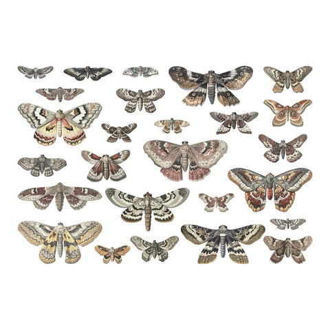 Tim Holtz // Halloween Transparencies, Moths // 26 pieces